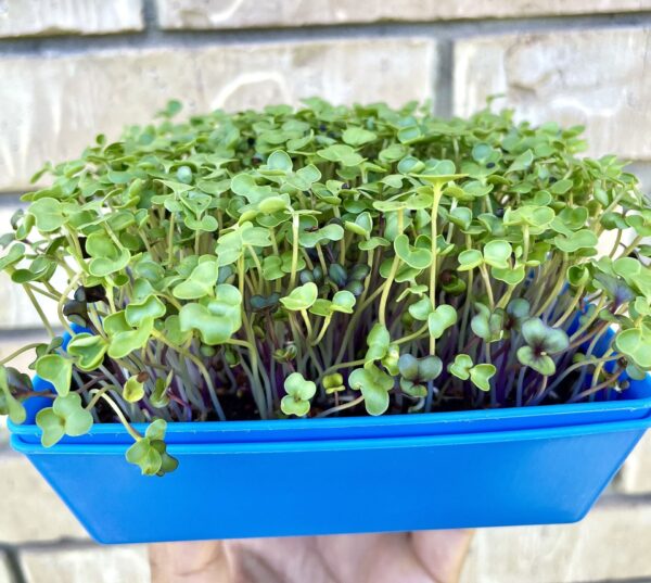 microgreens
