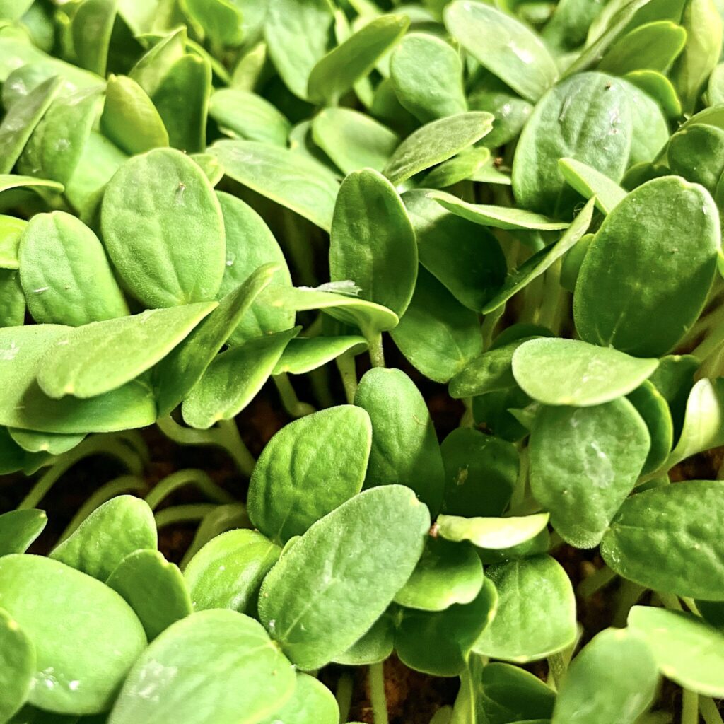 cantaloupe microgreens