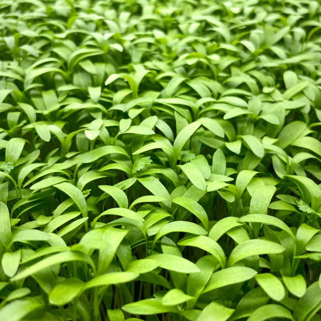 cilantro microgreens
