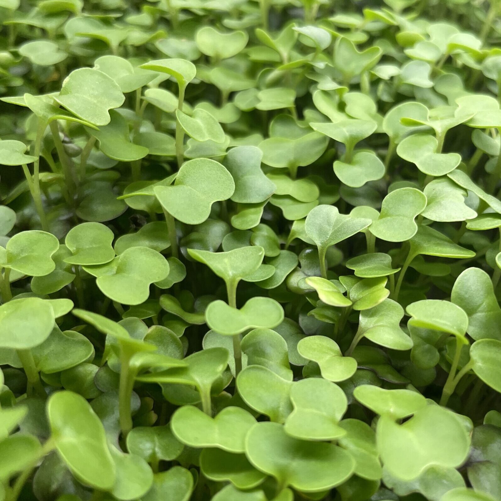 broccoli microgreens