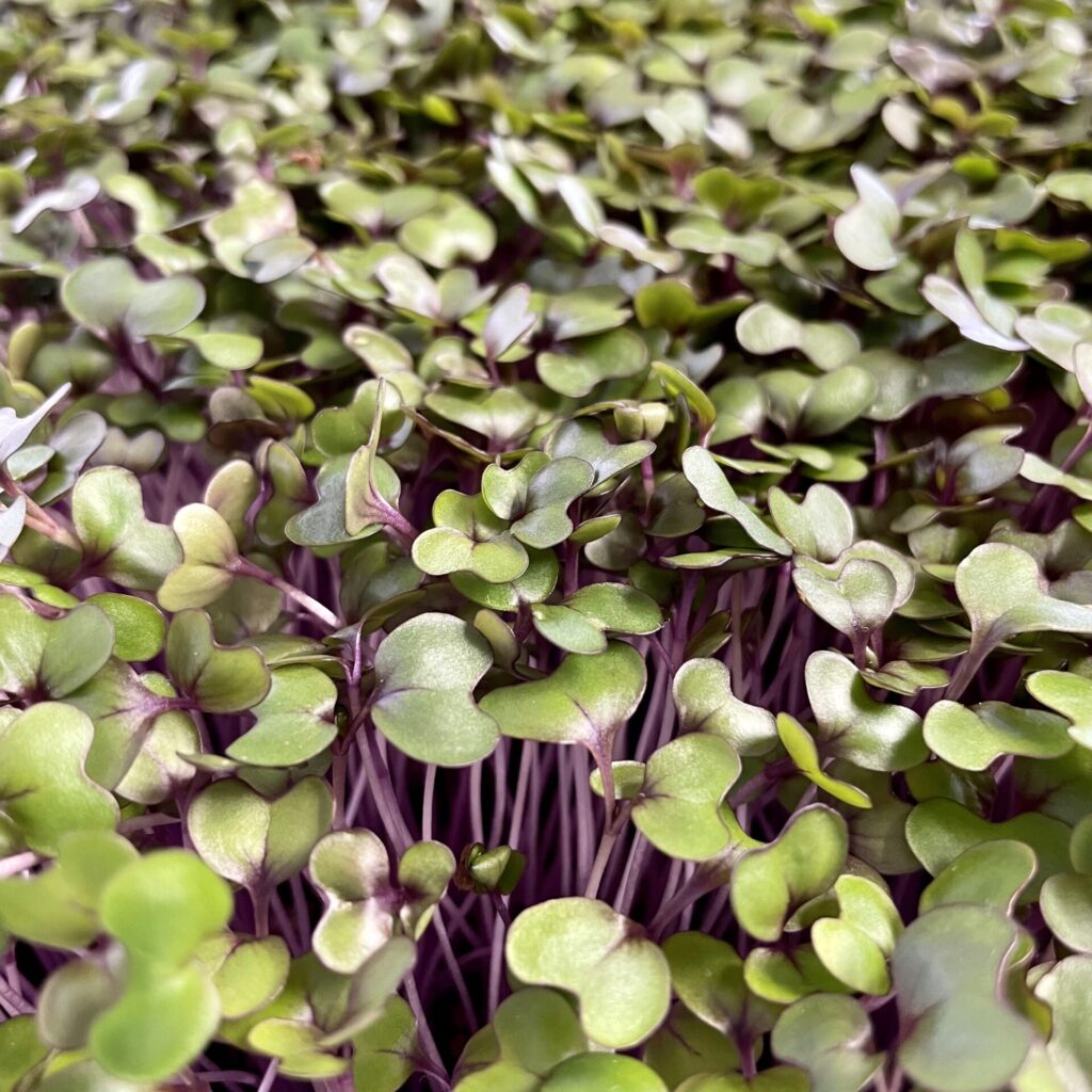 red cabbage microgreens
