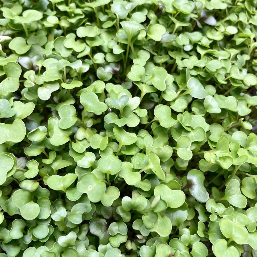 salad mix microgreens