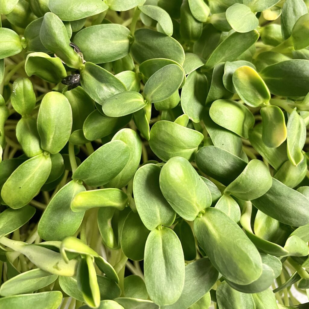 sunflower microgreens