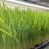 Frozen Wheatgrass Juice - Image 2