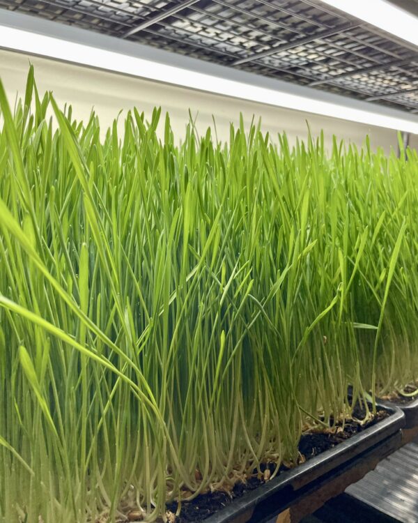 Frozen Wheatgrass Juice - Image 2