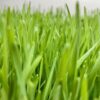 Frozen Wheatgrass Juice - Image 3