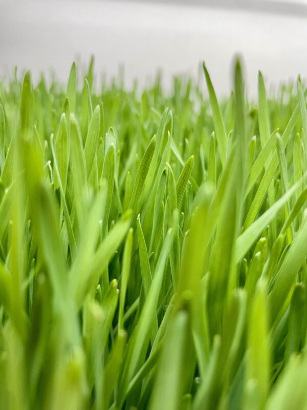 Frozen Wheatgrass Juice - Image 3