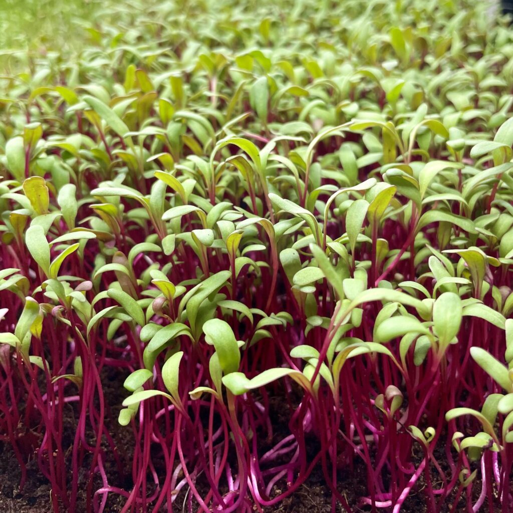 beets microgreens
