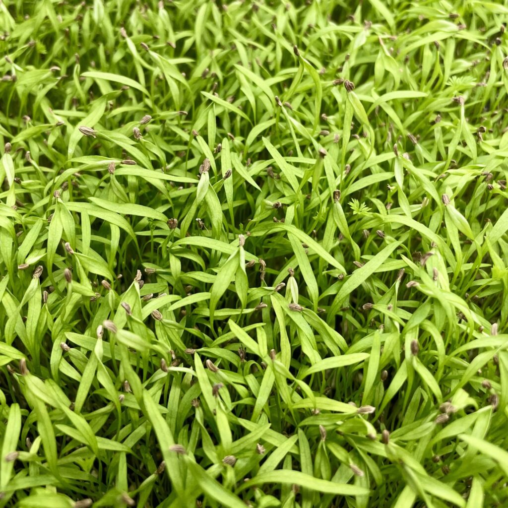 carrot microgreens