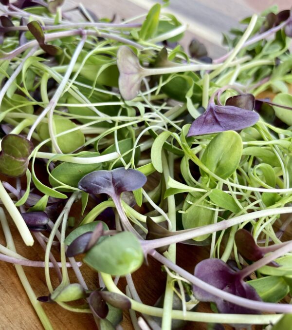 garden mix microgreens
