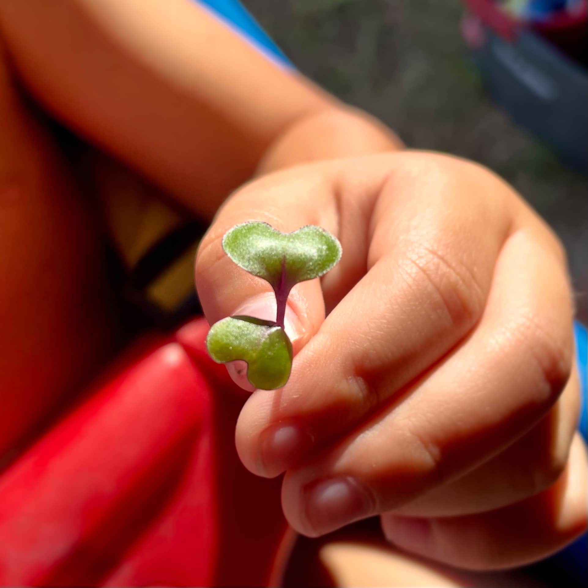 small hand holding microgreen