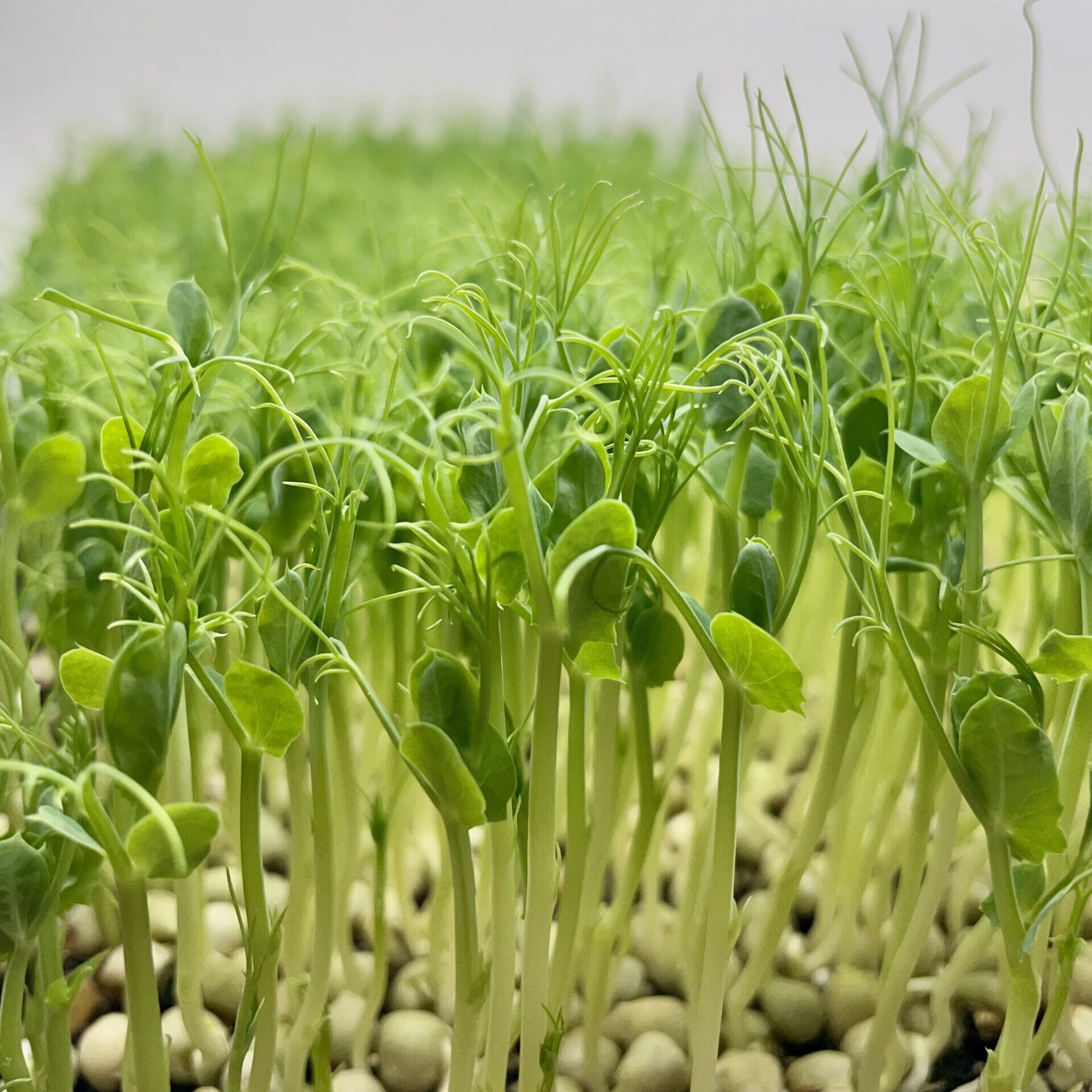 pea tendril microgreens