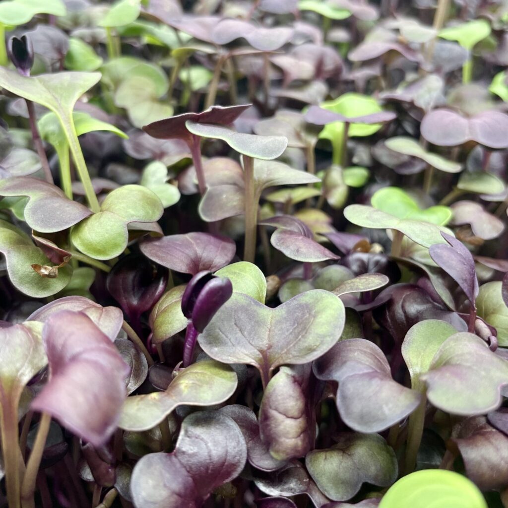 rambo radish microgreens