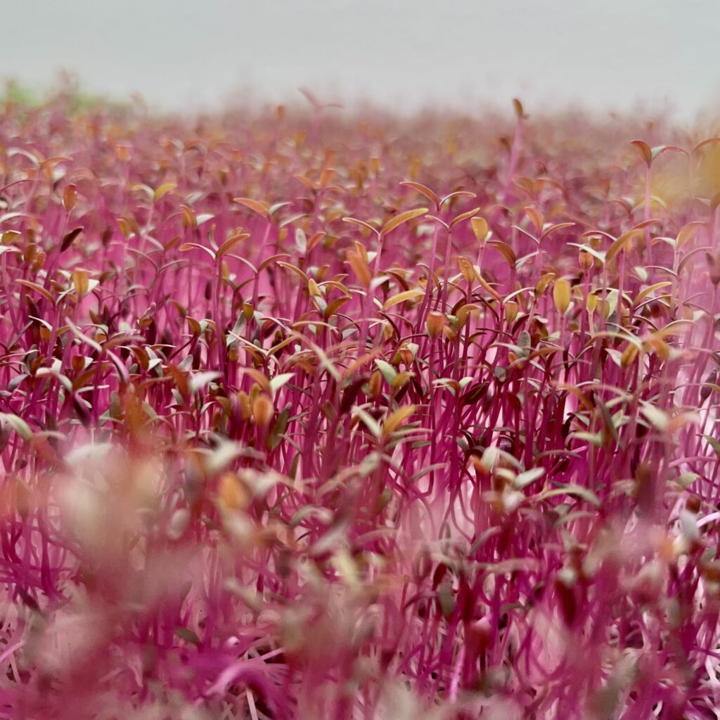 red garnet amaranth microgreens